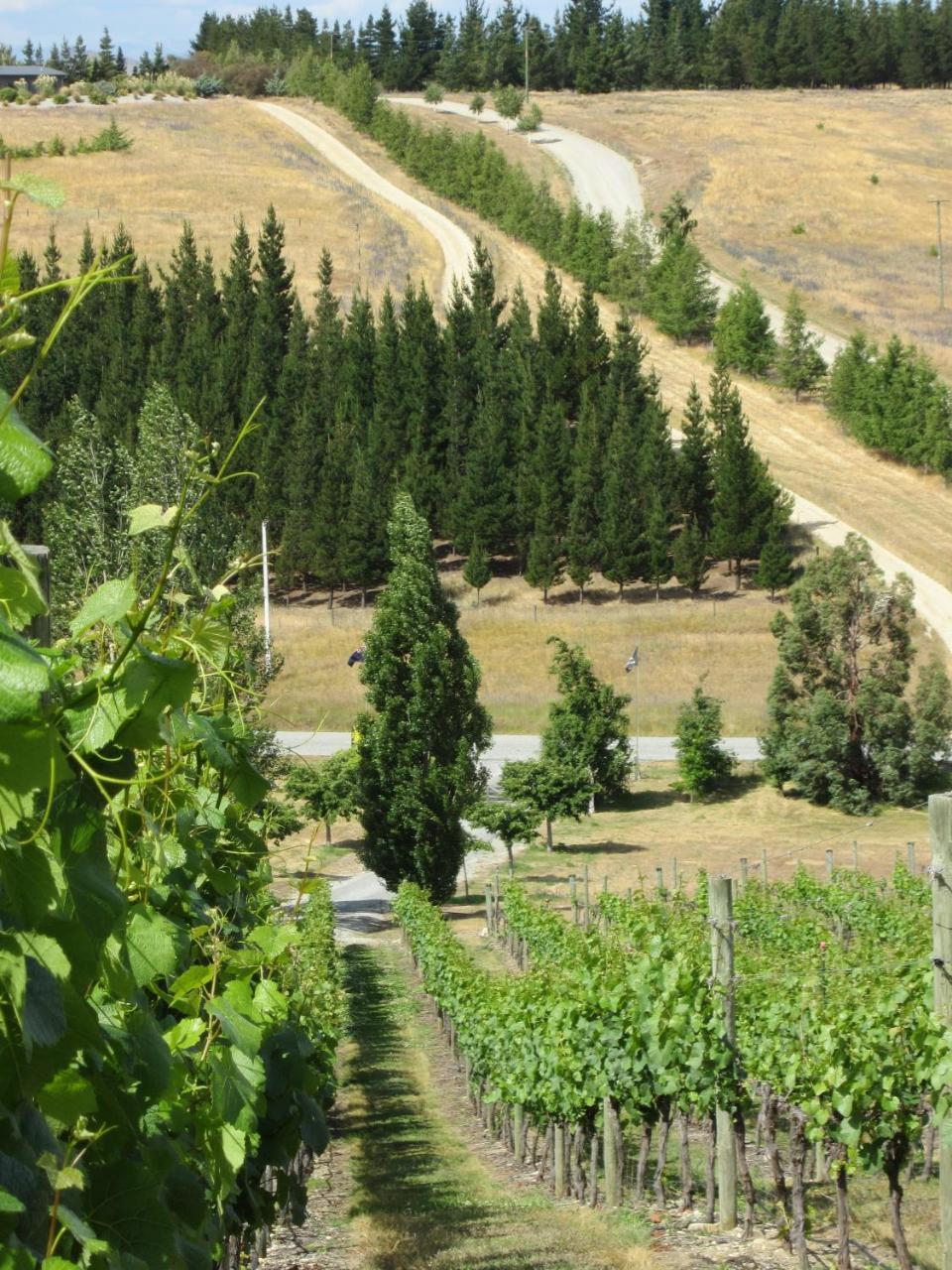 Hawkdun Rise Vineyard & Accommodation Александра Экстерьер фото